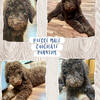 F2b Goldendoodles