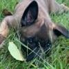 Belgian Malinois Puppies For Sale!