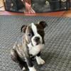 Sweet Boston Boy Available