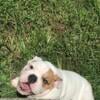 English bulldog female