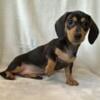 Mable - Black and tan female mini dachshund