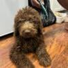 Goldendoodle puppies $300