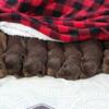 Chocolate Labrador Retriever Puppies For Sale