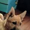 German shepherd mixed puppy