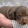 Mini dachshunds for sale