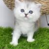 NEW Elite Scottish straight kitten from Europe with excellent pedigree, female. M Sofia Queen