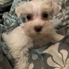 Miniature Schnauzer small toy sized. AKC White Chocolate,  Alex