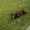 Male Doberman for sale