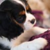 Cavalier King Charles spaniel puppies! Ready today!