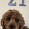 Cockapoo Puppy for adoption!