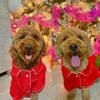 Mini Goldendoodles (SOLD)