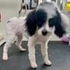 AKC Teacup/Toy/Miniature Poodle Puppies, Maltipoo Babies Available NOW