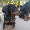 2 Doberman pups