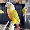 Green cheek conures