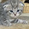 Scottish fold kittens