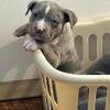 pocket merel american bully 