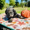 CKC Schnoodle Puppies