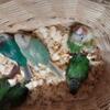 Baby green cheek conures and breeding pairs