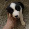 Akc Border collie pups 8 weeks