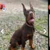 Xl European Doberman stud service red dcm1 dcm2 vwd clear akc