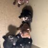 Micro pups available boy and girls