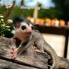 BABY SUGAR GLIDERS hand raised - Delivery  Available