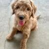 Goldendoodle Pups Warsaw, OH