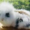 Blossom 10 week Lionhead Doe Wesley Chapel FL