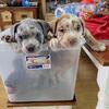 American bully