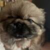 Purebred Pekingese puppies