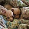 Mini Chihuahua pUpS looking for HOME