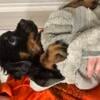 Female Rottweiler Puppies SOLD