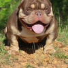 *Stud Service* Chocolate tri micro bully