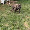 Pitt bull