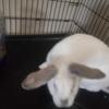 1yr old male albino Rex rabbit comes with his enclosure & everything in his enclosure