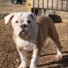 Old English Bulldog Puppies