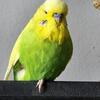 English budgie