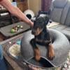 AKC 100% European Dobermans in S.C.