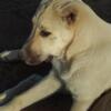 Kangal / Alabai cross livestock guardian dog