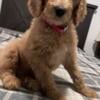 Goldendoodle Puppies