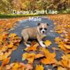 Fawn/Lilac Boston Terrier Puppies (Danaes Litter) AKC USDA