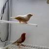 Triple orange zebra finch big size