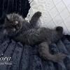 Black Smoke Persian Kittens in Arkansas