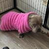 Devil Taz Micro Bully - Needs to go ASAP