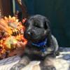 AKC Blk & Red German Shepherd Mother's Day puppies - 3 weeks - $700
