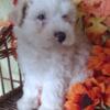 Michael Mini Aussiedoodle Puppy for Sale