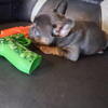 Male French bulldog puppy