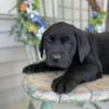 AKC lab puppies for sale