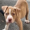 Pitbull puppy- 8 weeks