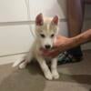 Beautiful Make Alaskan Husky Puppy